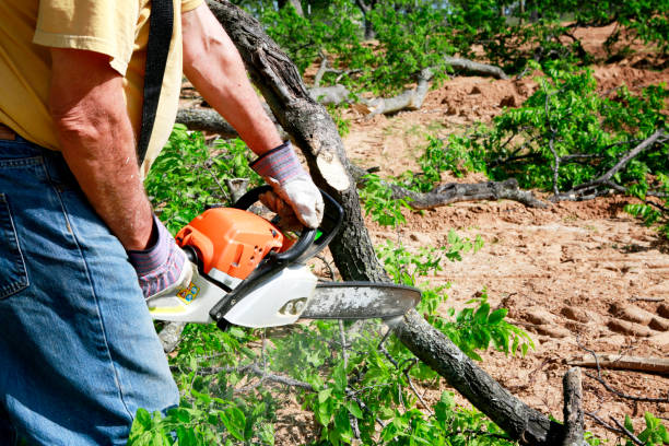 Best Tree Stump Removal  in Chleston, AR